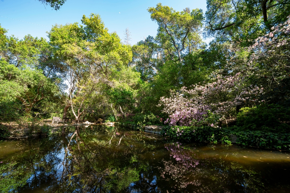 Sunny,View,Of,The,Beautiful,Rhododendron,Blossom,At,Descanso,Garden,