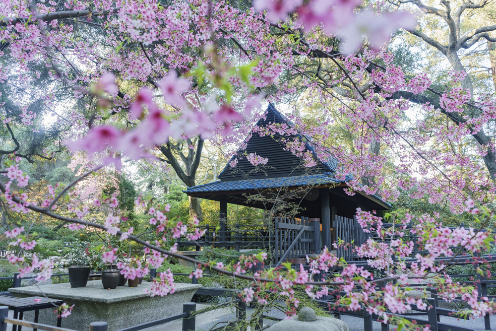 Beautiful,Cherry,Blossom,At,Japanese,Garden,Of,Descanso,Garden,,Los