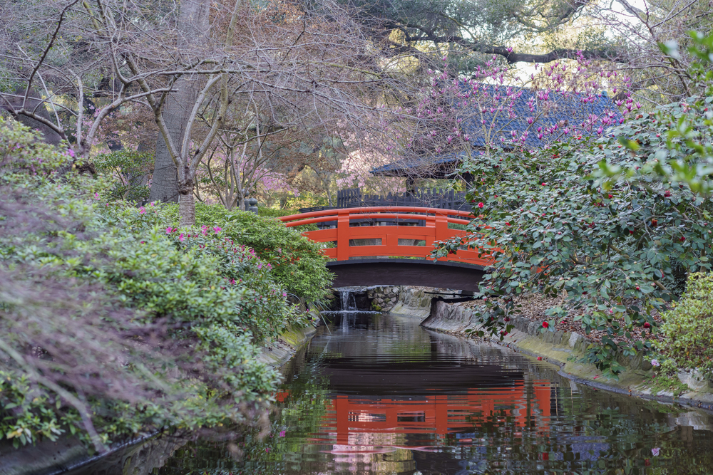 Beautiful,Cherry,Blossom,At,Japanese,Garden,Of,Descanso,Garden,,Los