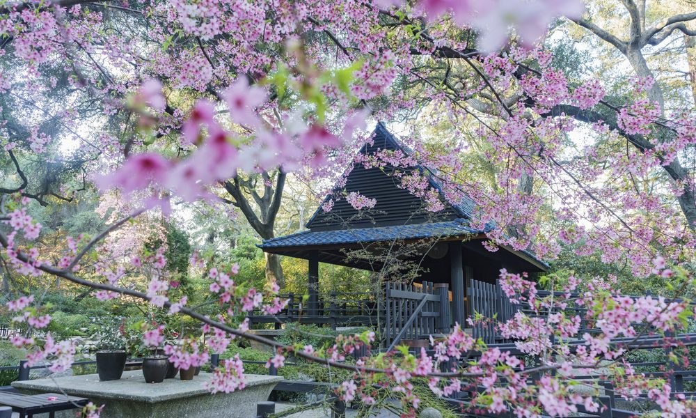 Beautiful,Cherry,Blossom,At,Japanese,Garden,Of,Descanso,Garden,,Los